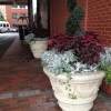 Fall Urn Planting