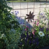 Wildflower Container Garden